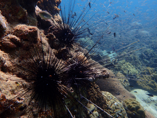 Image 3: Sea urchins are essential to maintain function of coral reefs but may not be able to perform their role under increasingly intense marine heatwaves. Photo: Dr Bayden Russell.
 